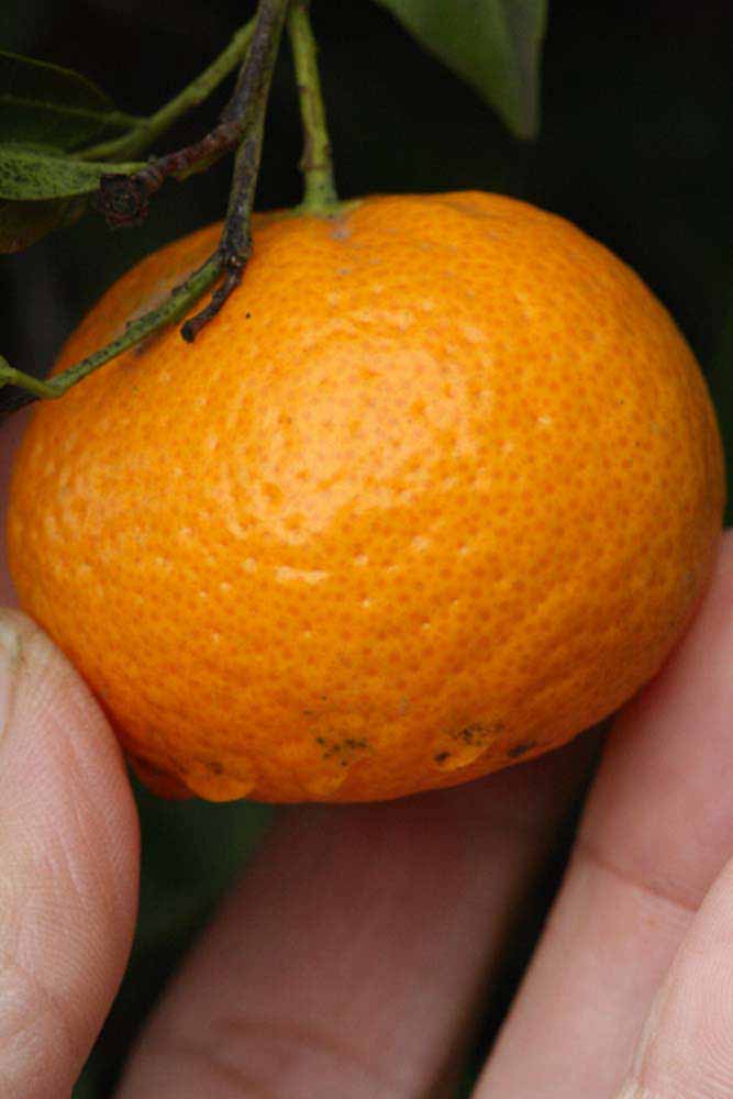            Fruit (Riverside, CA)   